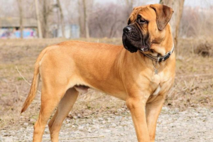 Bullmastiff: csendes és félelmetes asszisztens Bullmastiff: csendes és félelmetes asszisztens
